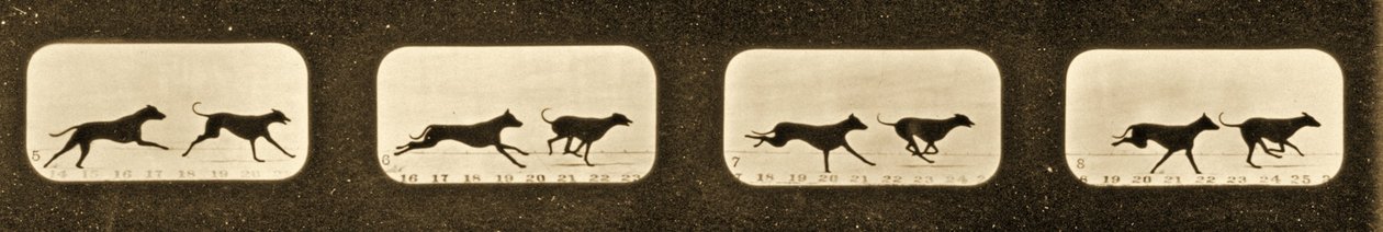 Secuencia de imágenes de galgos corriendo, serie 