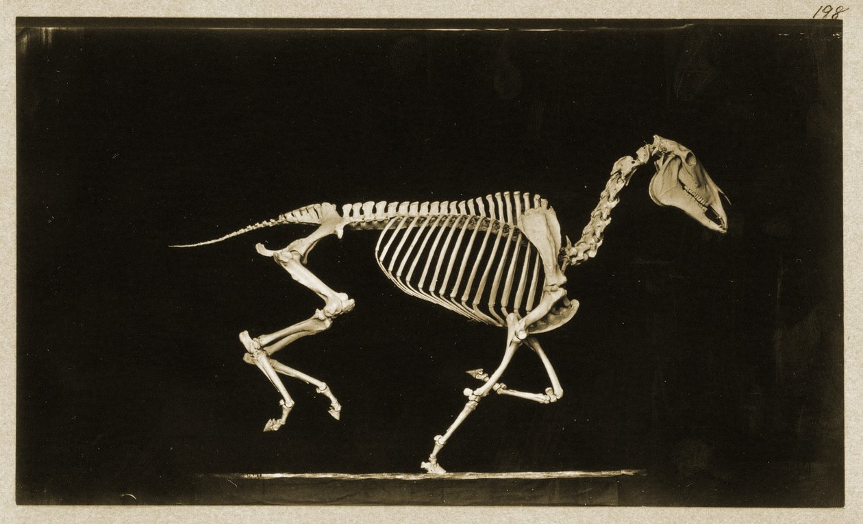 Esqueleto de un caballo corriendo de Eadweard Muybridge
