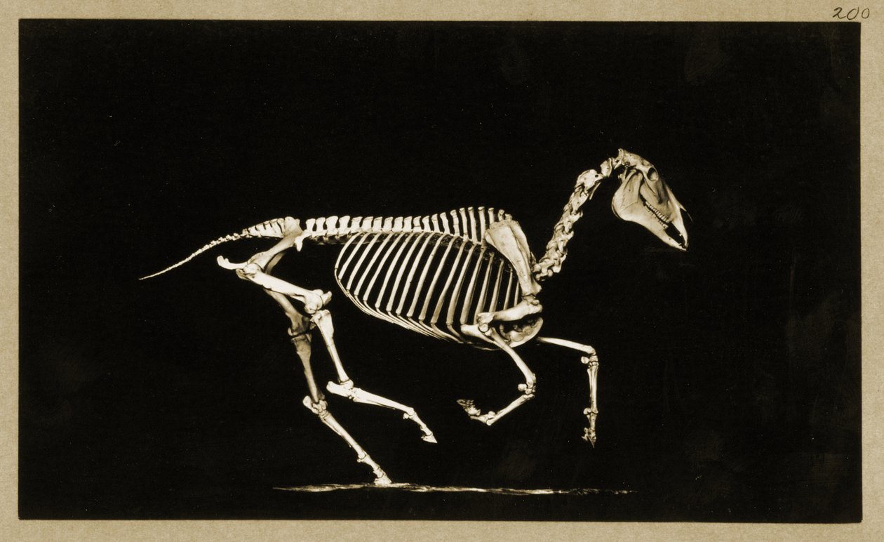 Esqueleto de un caballo corriendo de Eadweard Muybridge