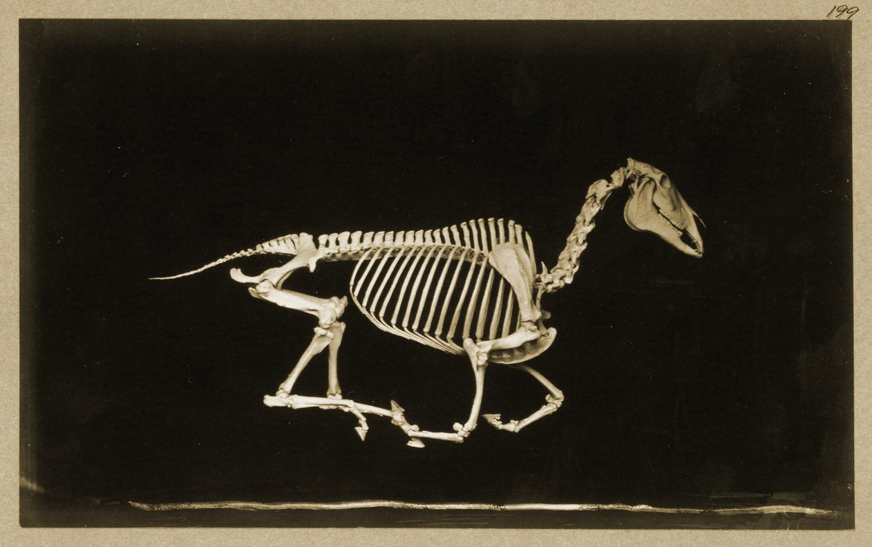 Esqueleto de un caballo corriendo de Eadweard Muybridge
