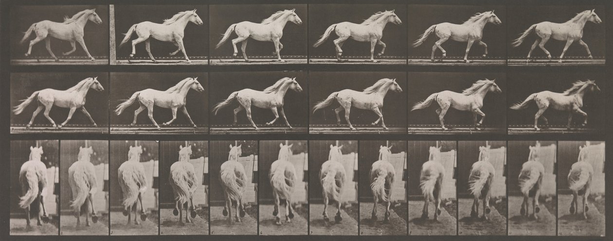 Locomoción Animal. Una Investigación Electro-Fotográfica de Fases Consecutivas de Animales, 1880s de Eadweard Muybridge