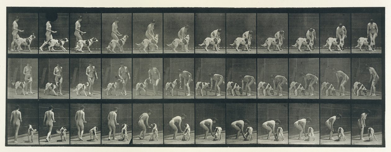 Locomoción animal. Una investigación electro-fotográfica de fases consecutivas del animal... de Eadweard Muybridge