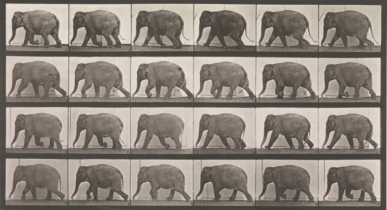 Locomoción animal. Una investigación electro-fotográfica de fases consecutivas de animales, 1880s de Eadweard Muybridge