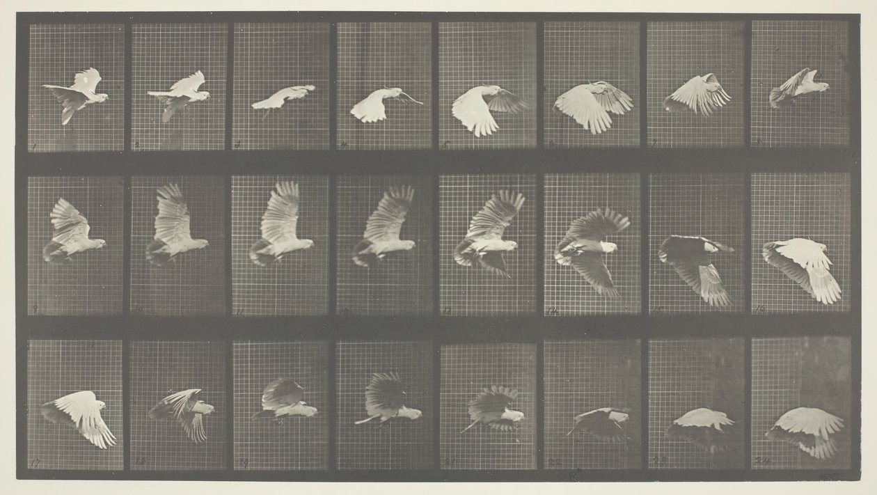 Locomoción Animal, Placa 758, 1887 de Eadweard Muybridge