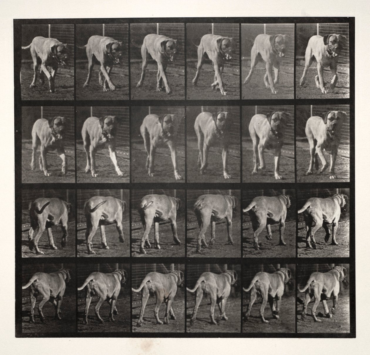 Dread Trotting de Eadweard Muybridge