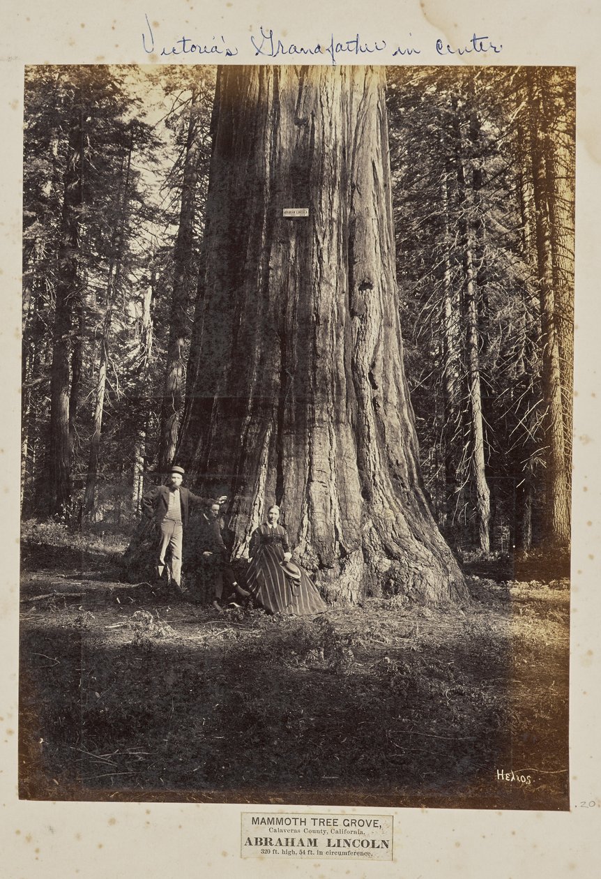 Mammoth Tree Grove, condado de Calaveras, California. Abraham Lincoln. 320 Pies de Altura, 54 Pies de Circunferencia de Eadweard J. Muybridge