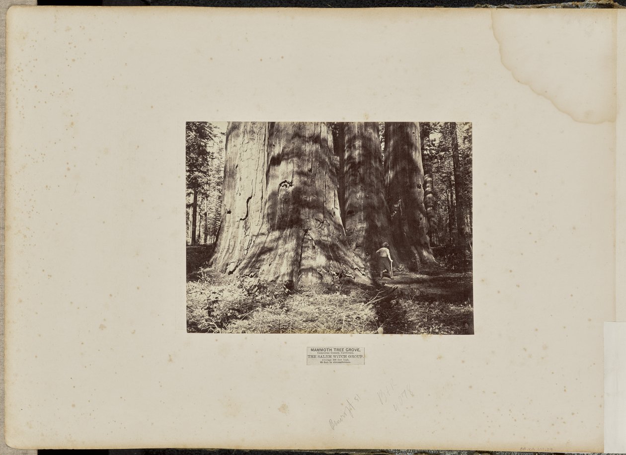Mammoth Tree Grove, Condado de Calaveras, California. El Grupo de la Bruja de Salem. Promedio de 300 pies de altura, 65 pies de circunferencia. de Eadweard J. Muybridge