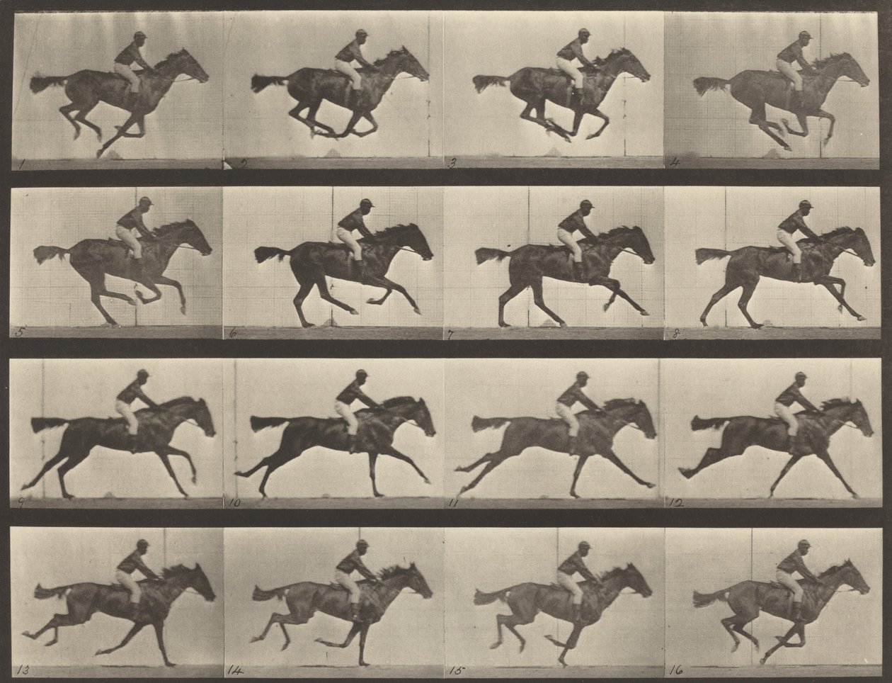 Número de placa 626. Galope, yegua bayá pura sangre, Annie G. de Eadweard Muybridge