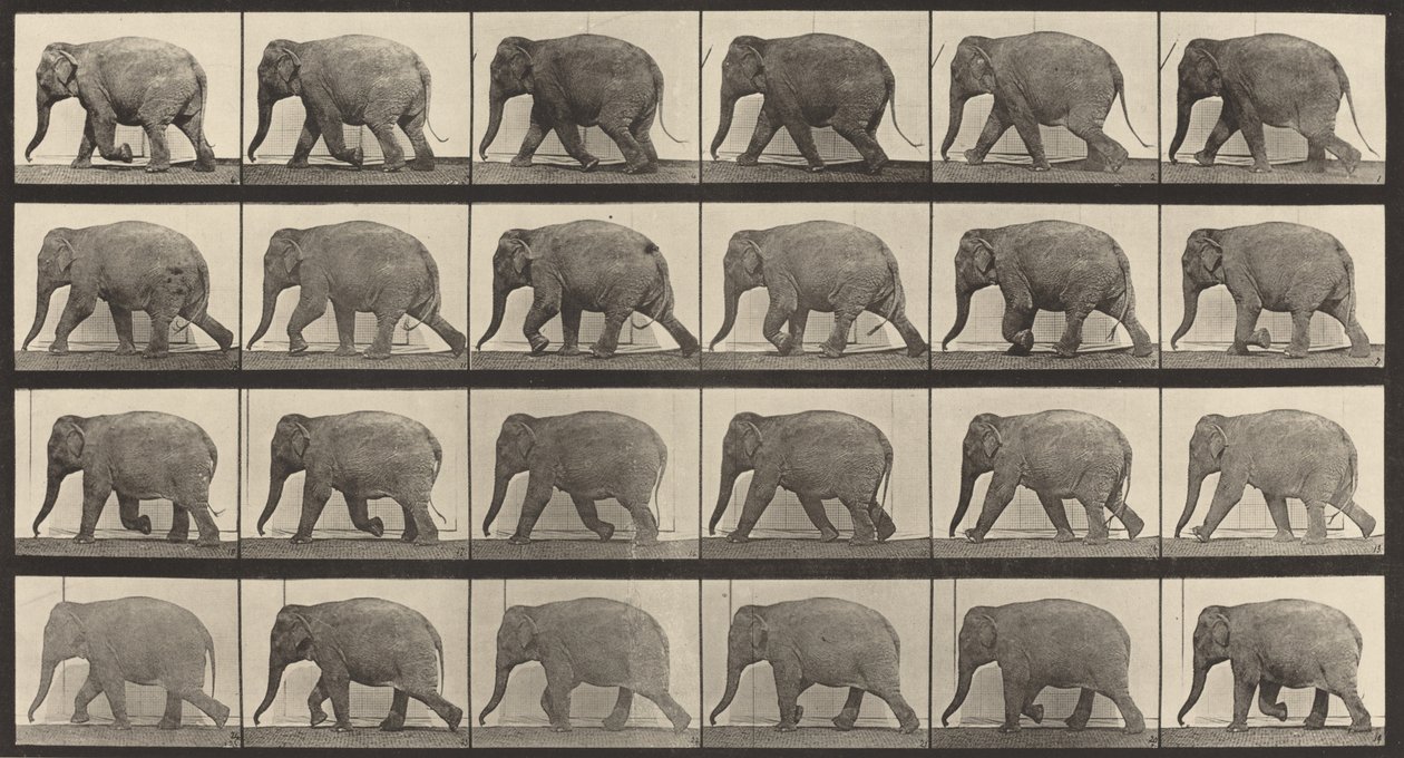 Placa número 733. Elefante caminando, 1887 de Eadweard Muybridge