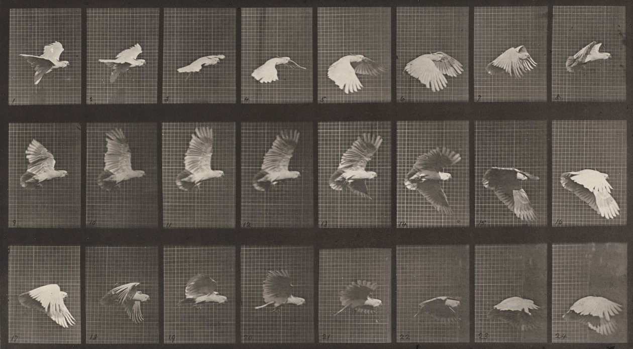 Placa número 758. Cacatúa volando, 1887 de Eadweard Muybridge