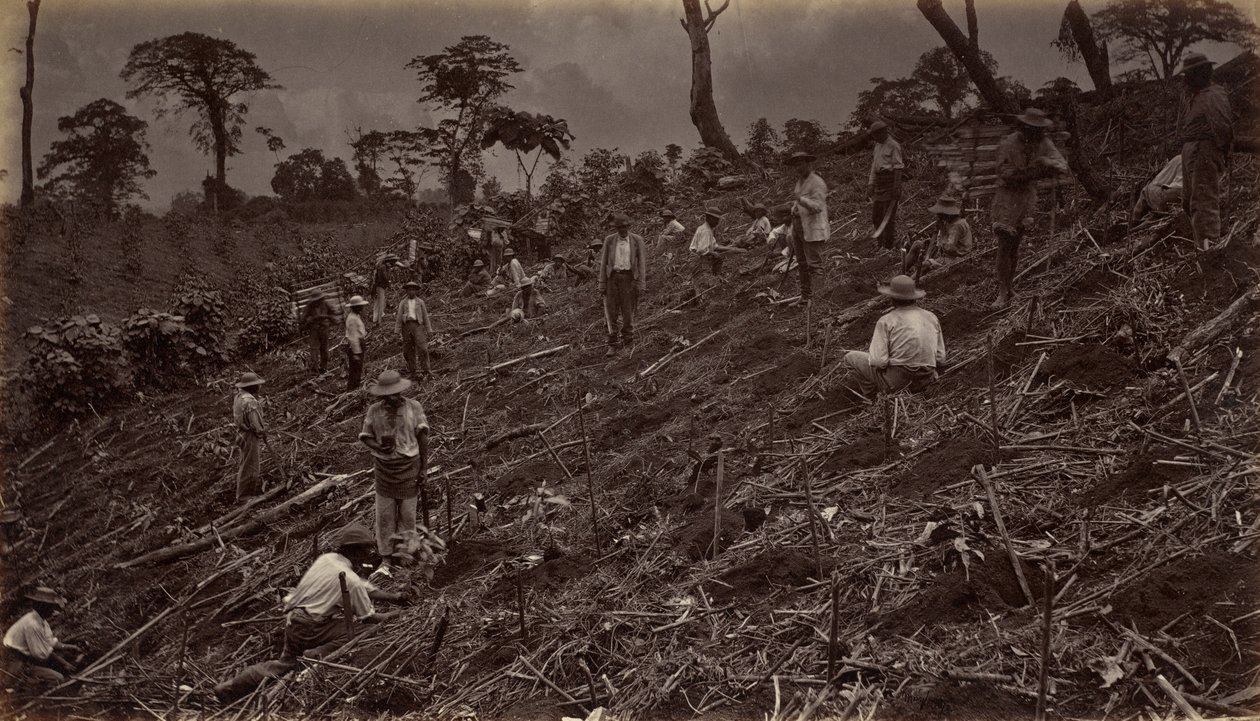 Estableciendo una plantación de café en Antigua de Guatemala de Eadweard Muybridge