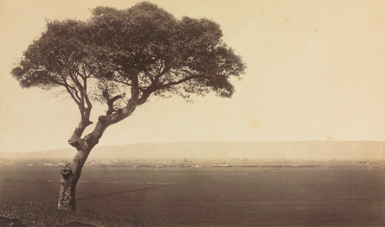 Sin título (Paisaje cerca de Watsonville, California) de Eadweard J. Muybridge