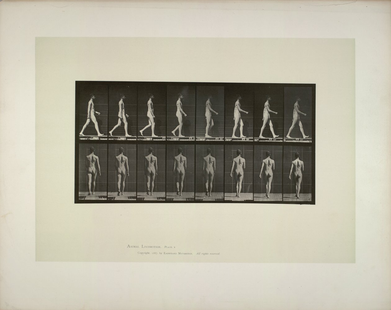 Locomoción Animal: pelvis masculina con tela de Eadweard Muybridge