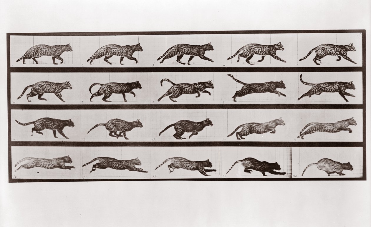 Gato trotando y galopando, Placa 717 de Animal Locomotion de Eadweard Muybridge