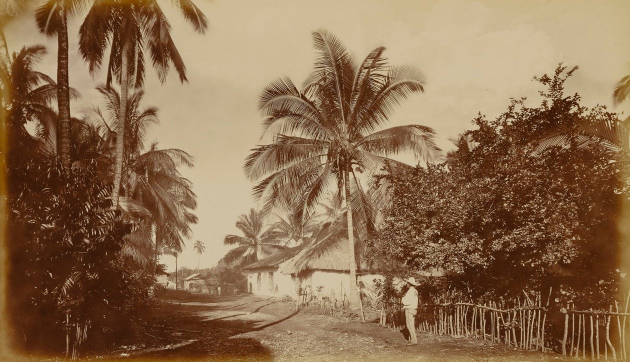 Palmera de cacao - Retalhuleu, Guatemala de Eadweard Muybridge