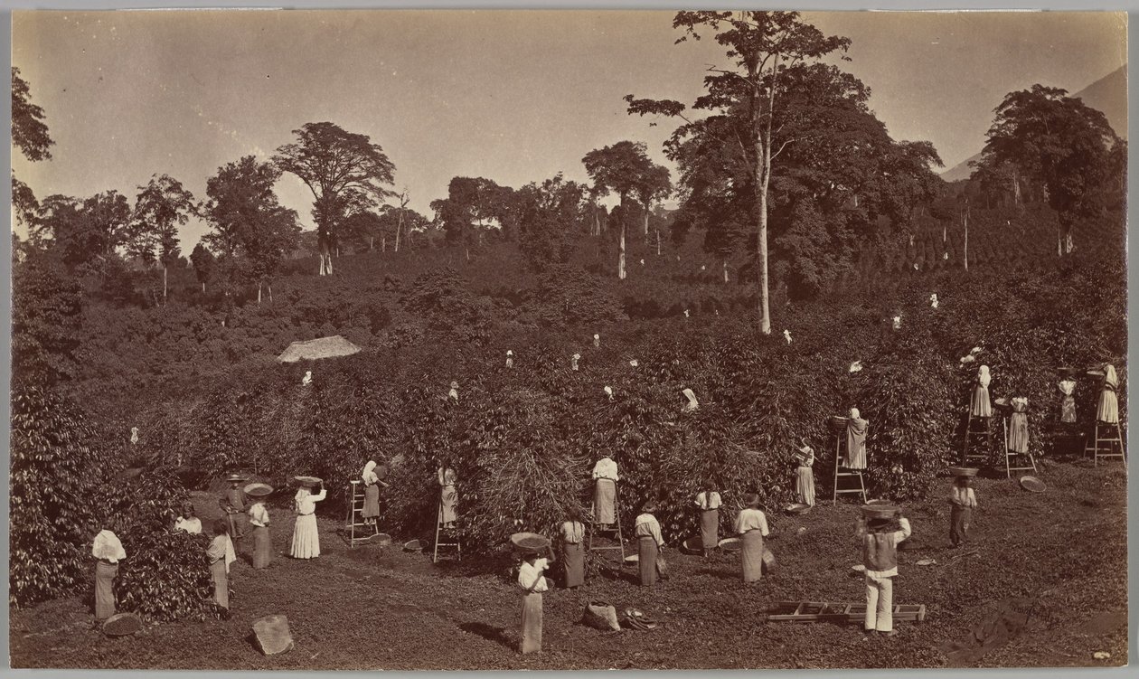 Cosecha de café, Las Nubes (Guatemala) de Eadweard Muybridge