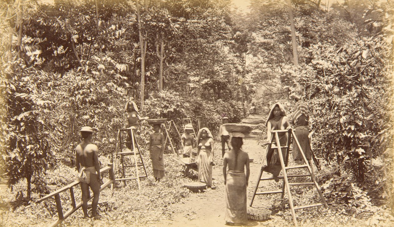 Recolección de café en San Isidro - altitud 1000 pies, Guatemala de Eadweard Muybridge