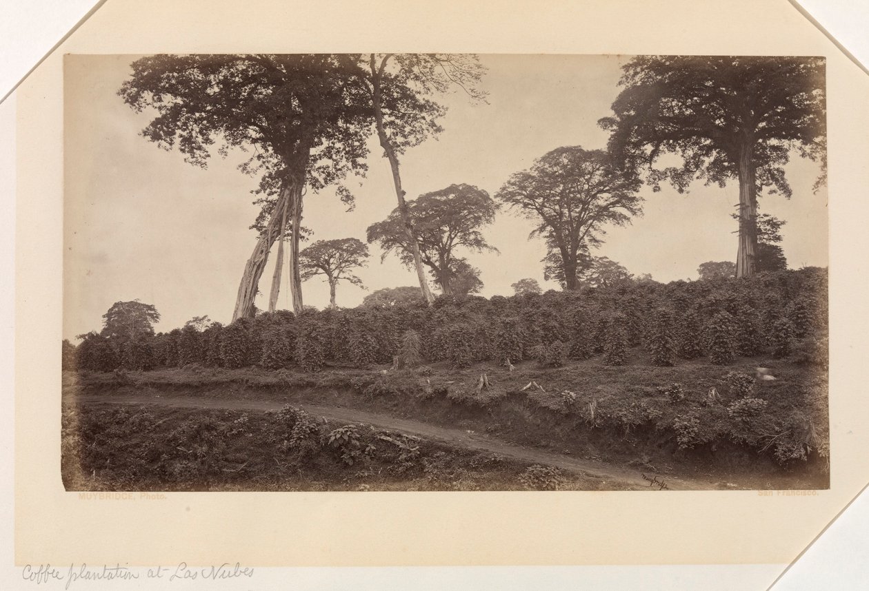 Plantación de café en Las Nubes, Guatemala de Eadweard Muybridge