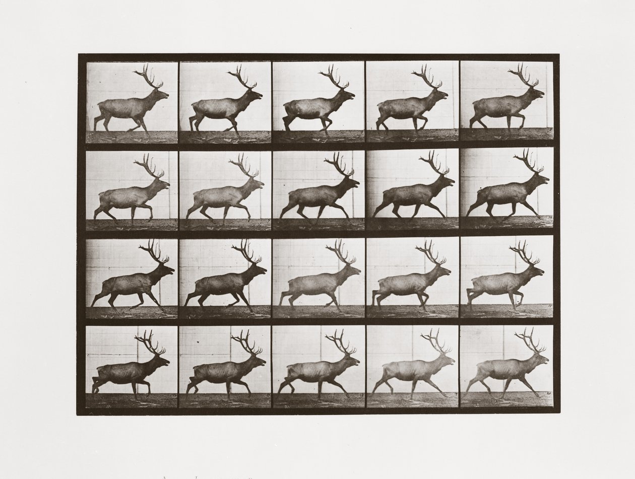 Alce, Placa 692 de Animal Locomotion de Eadweard Muybridge