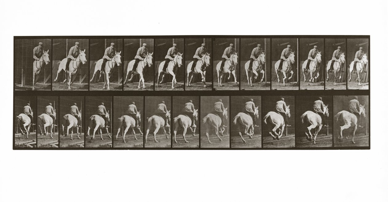 Caballo galopando con jinete, Placa 635 de Animal Locomotion de Eadweard Muybridge