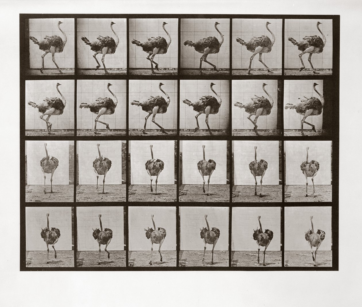 Avestruz corriendo, Placa 772 de Animal Locomotion de Eadweard Muybridge