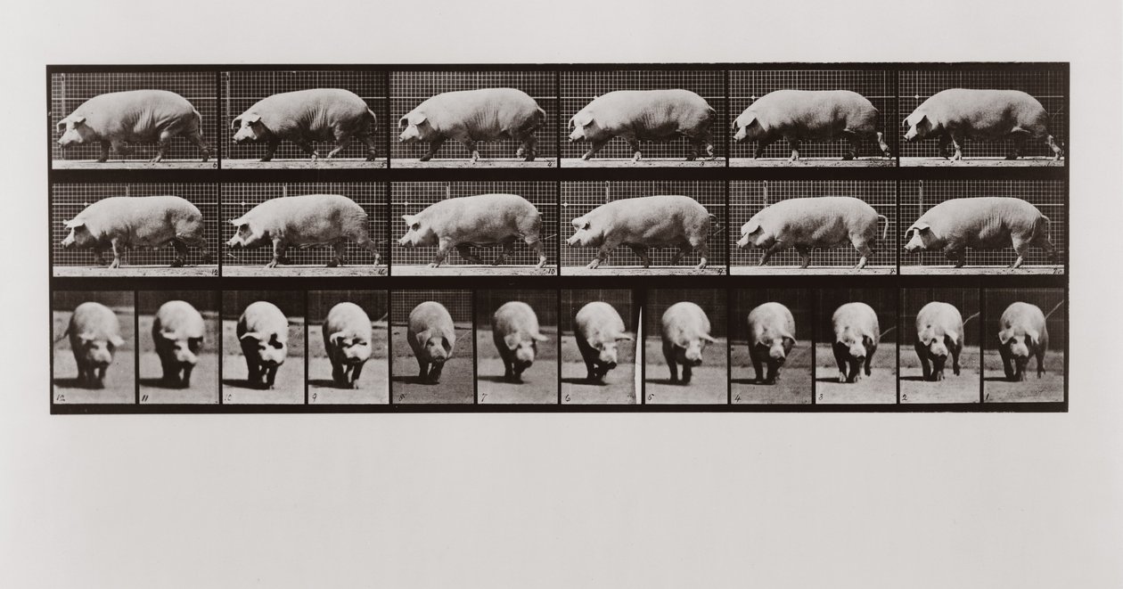 Cerdo caminando, Placa 673 de Animal Locomotion de Eadweard Muybridge