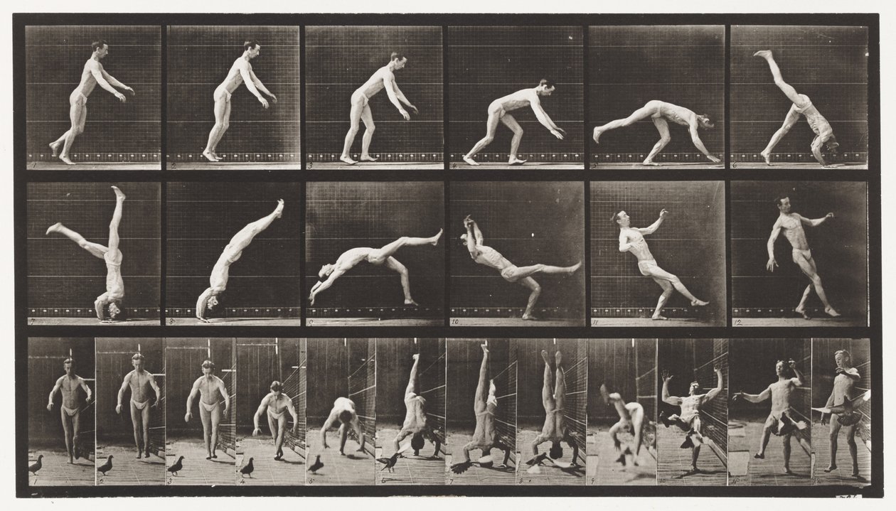 Placa 365. Salto de Cabeza, Una Paloma Voladora Interfiriendo de Eadweard Muybridge