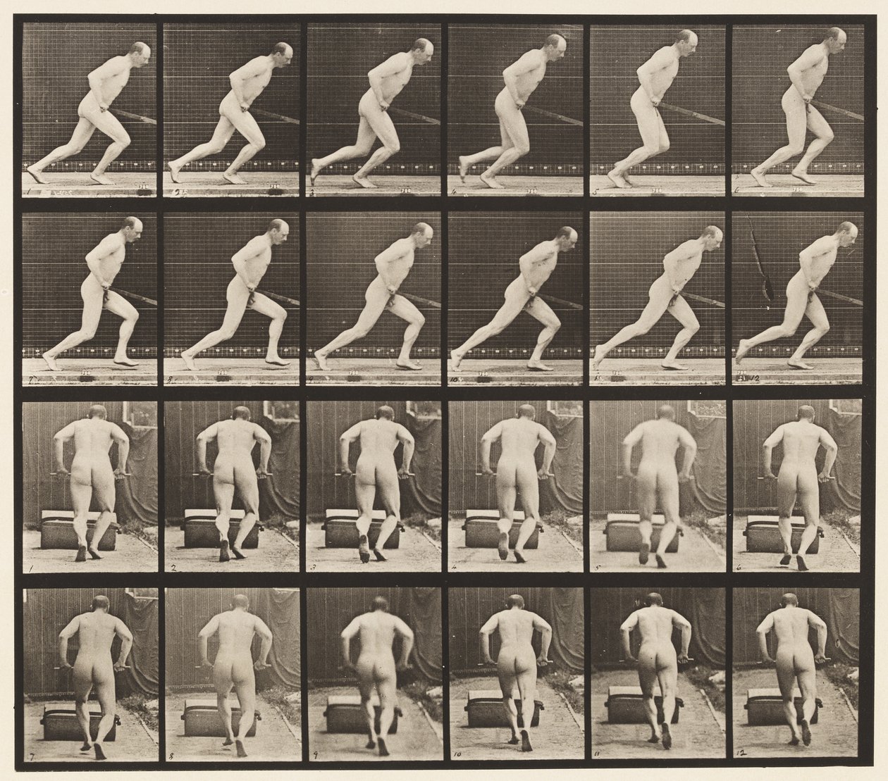 Placa 393. Empujando un rodillo de jardín, 1872-1885 de Eadweard Muybridge