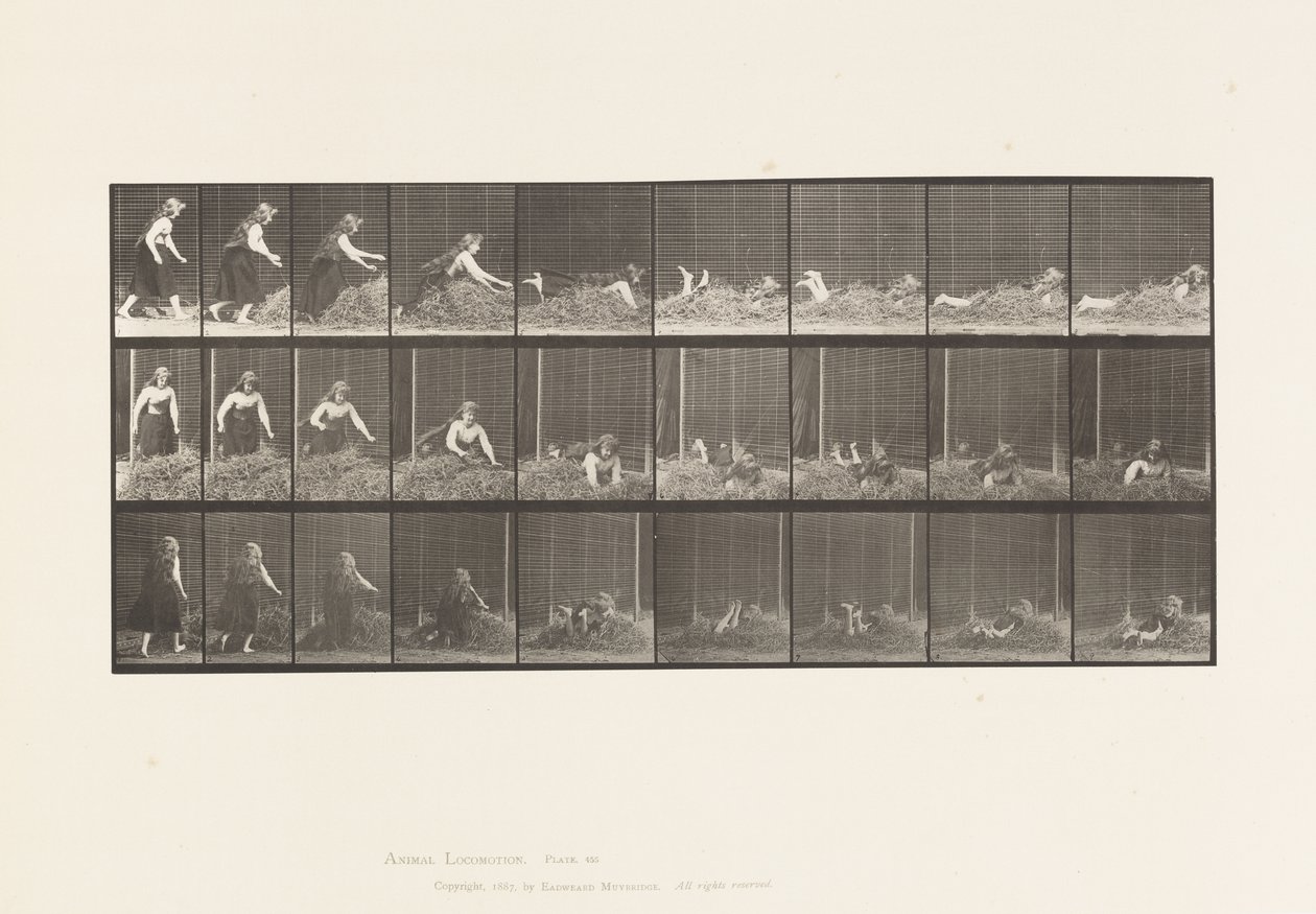 Placa 455. Tirándose sobre un montón de heno de Eadweard Muybridge