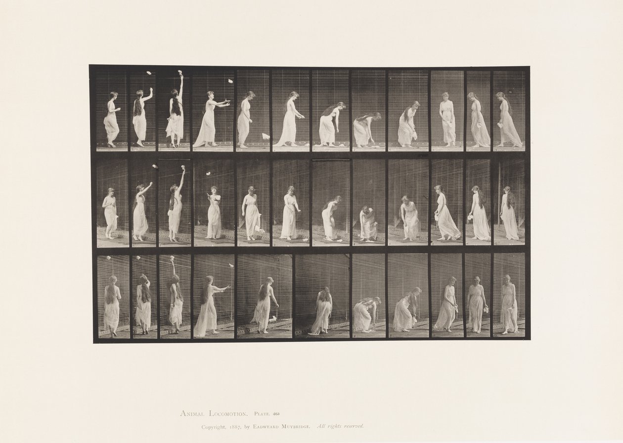 Placa 463. Alcanzando, agachándose y girando, 1885 de Eadweard Muybridge
