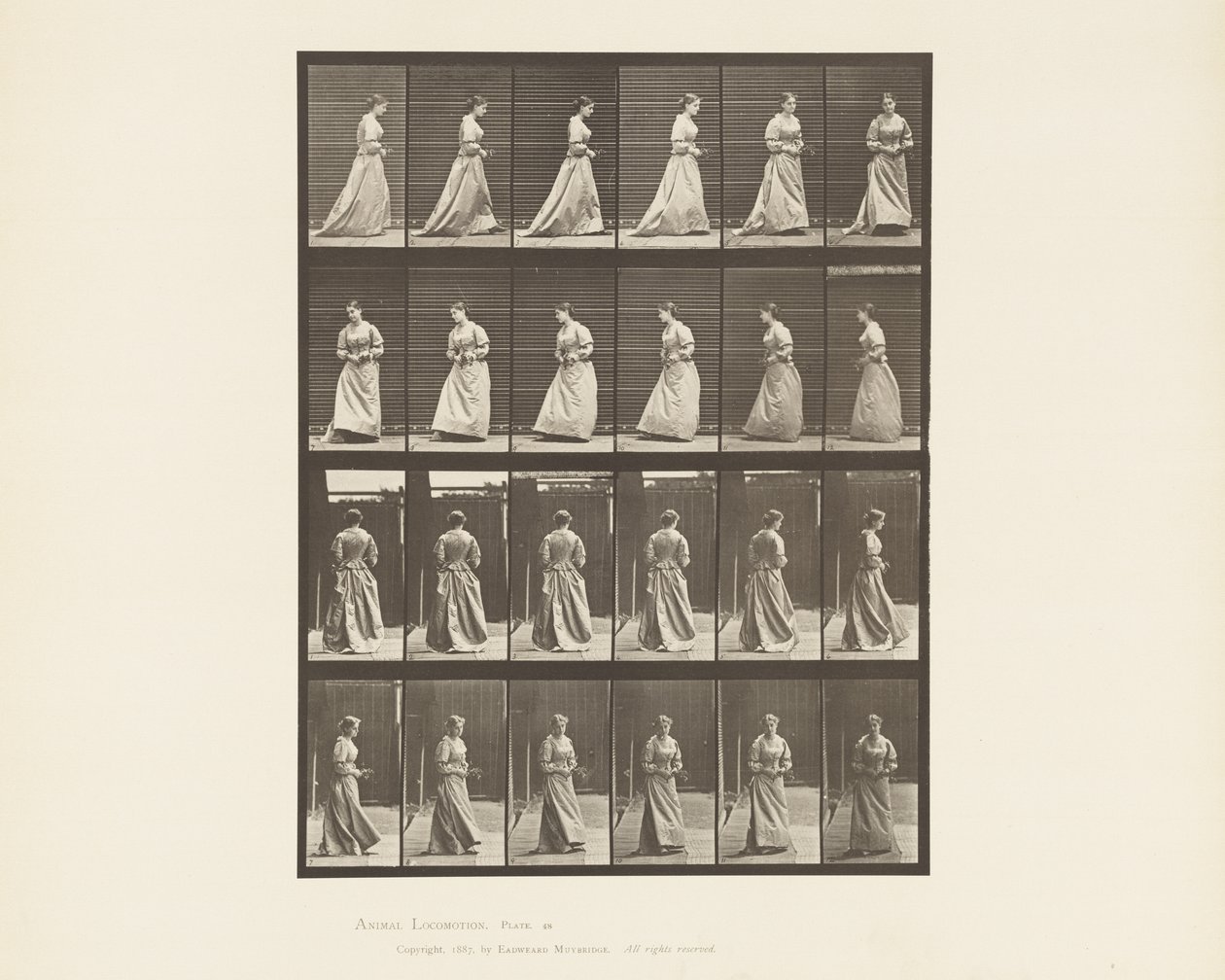 Placa 48. Caminando y girando con ramo en ambas manos, 1885 de Eadweard Muybridge