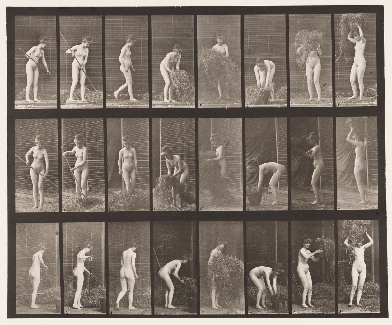 Placa 499. Rastrillando y empacando heno, 1872-1885 de Eadweard Muybridge