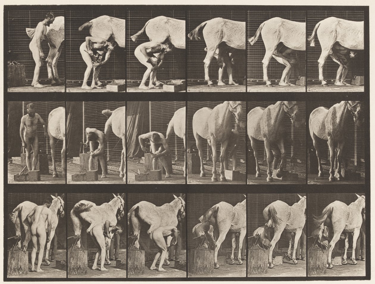 Placa 509. Herrando un caballo de Eadweard Muybridge