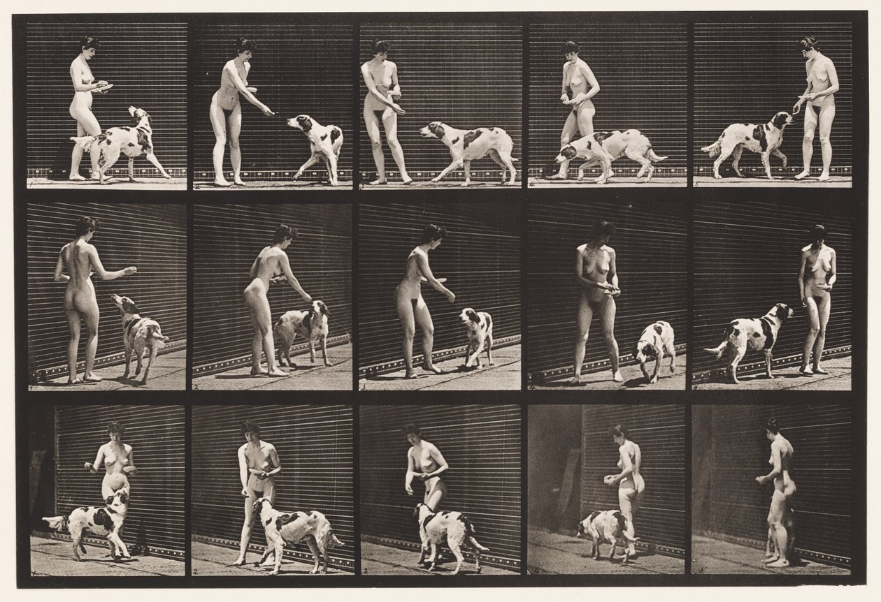Placa 514. Alimentando a un perro de Eadweard Muybridge