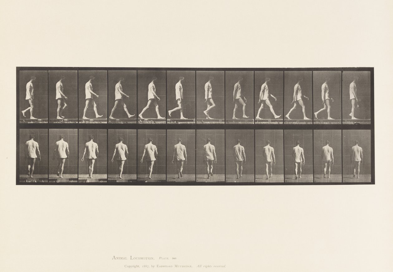 Placa 560. Ataxia locomotora; caminando, 1885 de Eadweard Muybridge