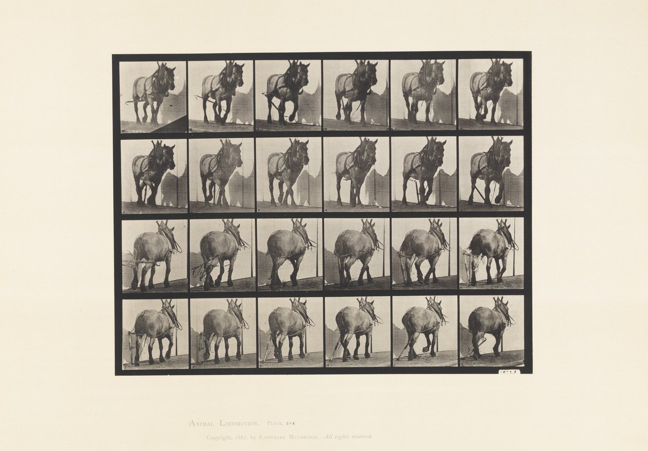Placa 564. Arrastre; Cadena de Tronco Rota; Caballo Belga Gris Oscuro Dusel de Eadweard Muybridge