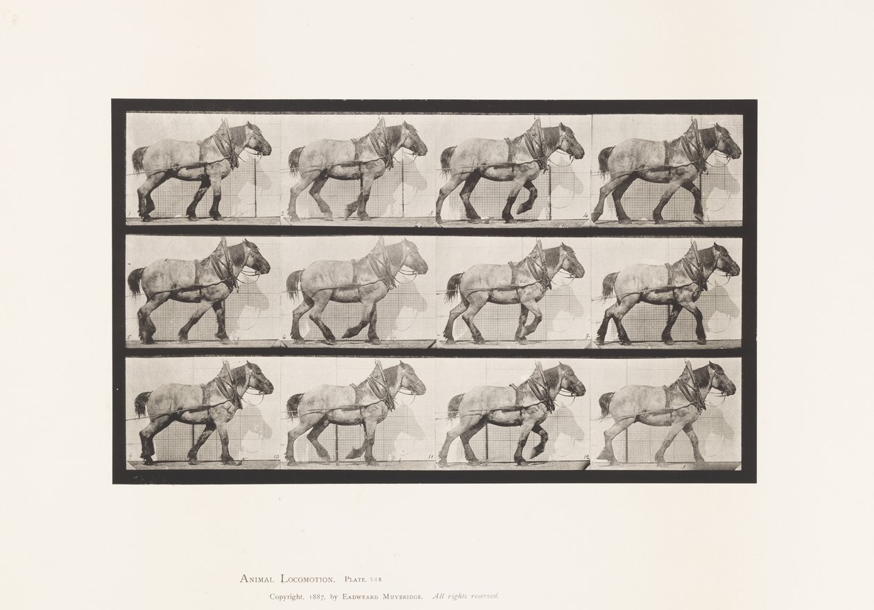 Placa 565. Arrastre; Caballo Belga Gris Oscuro Dusel de Eadweard Muybridge