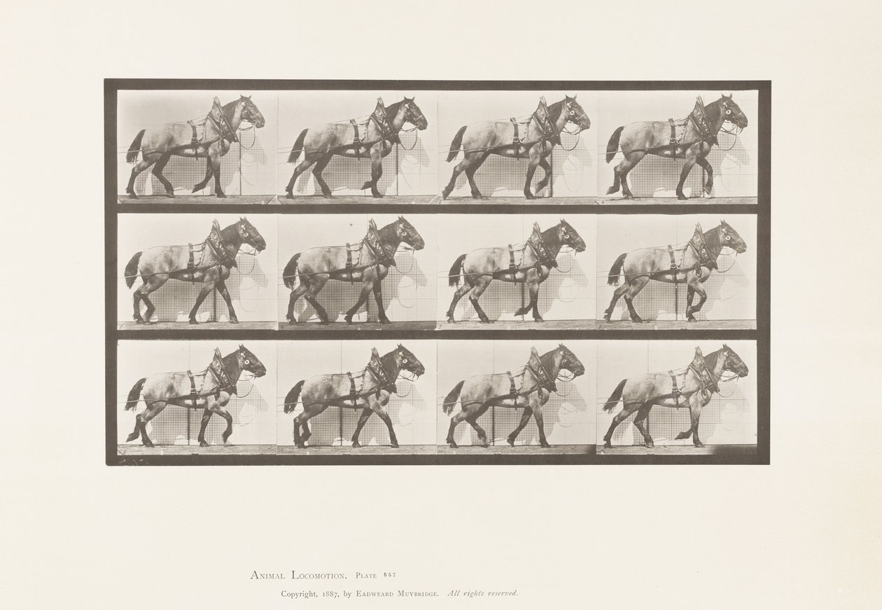 Placa 567. Arrastrando; caballo belga gris oscuro Billy, 1885 de Eadweard Muybridge