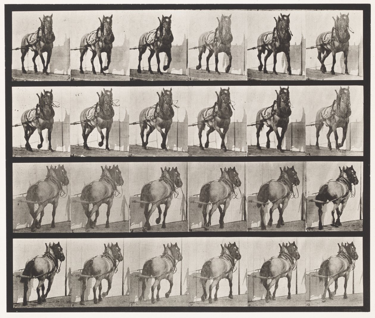 Placa 568. Tirando; Caballo Belga Gris Oscuro Billy de Eadweard Muybridge