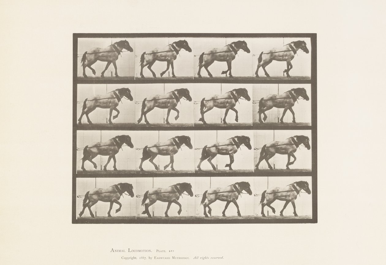 Placa 569. Tirando; caballo belga gris oscuro Hansel, 1885 de Eadweard Muybridge