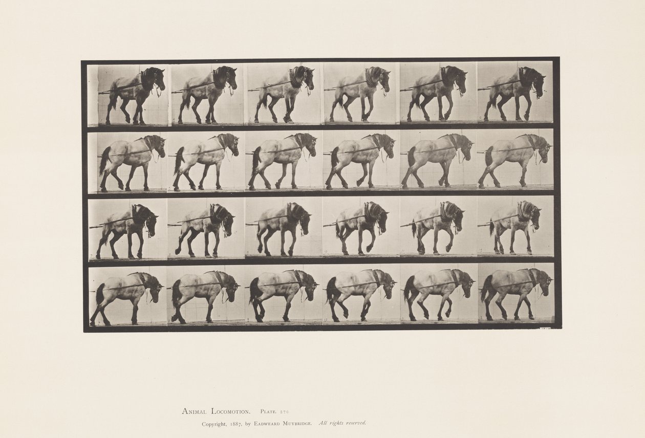 Placa 570. Tirando; caballo belga gris oscuro Hansel de Eadweard Muybridge