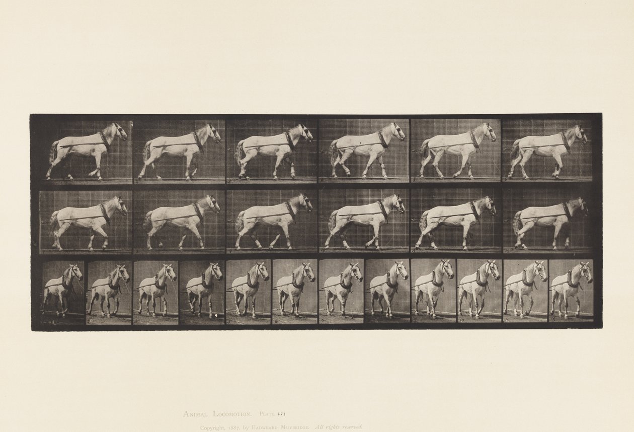 Placa 571. Tirando; yegua gris claro Johnson de Eadweard Muybridge