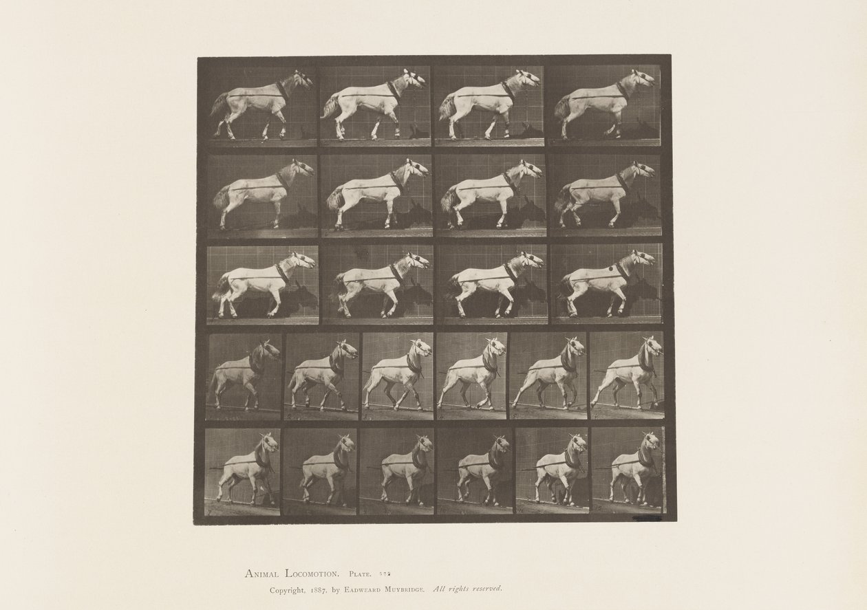 Placa 572. Arrastrando; cabeza siendo tirada; yegua gris claro, 1885 de Eadweard Muybridge