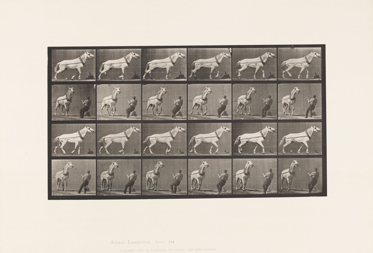 Placa 573. Arrastrando; hombre tirando de la cabeza; yegua gris claro de Eadweard Muybridge