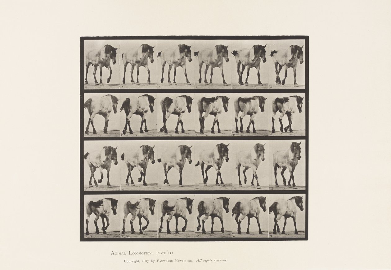 Placa 575. Caminando; libre; caballo belga gris oscuro Hansel de Eadweard Muybridge