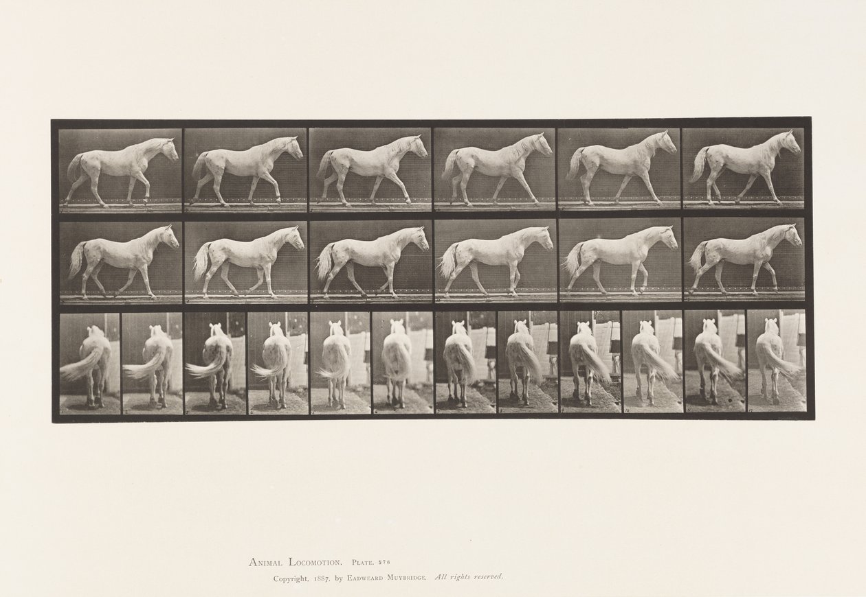 Placa 576. Caminando; Libre; Caballo Gris Claro Eagle de Eadweard Muybridge