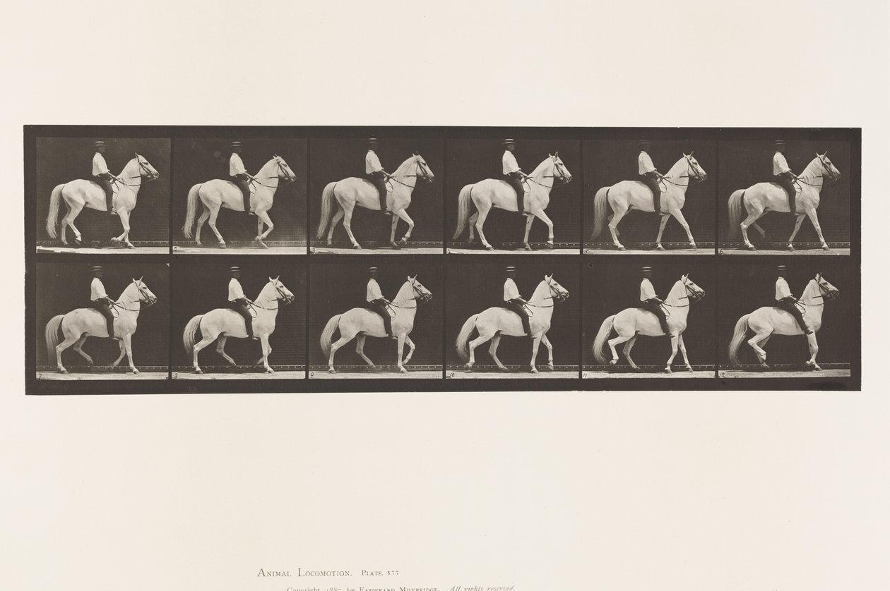 Placa 577. Caminando; silla; irregular; caballo blanco Clinton de Eadweard Muybridge