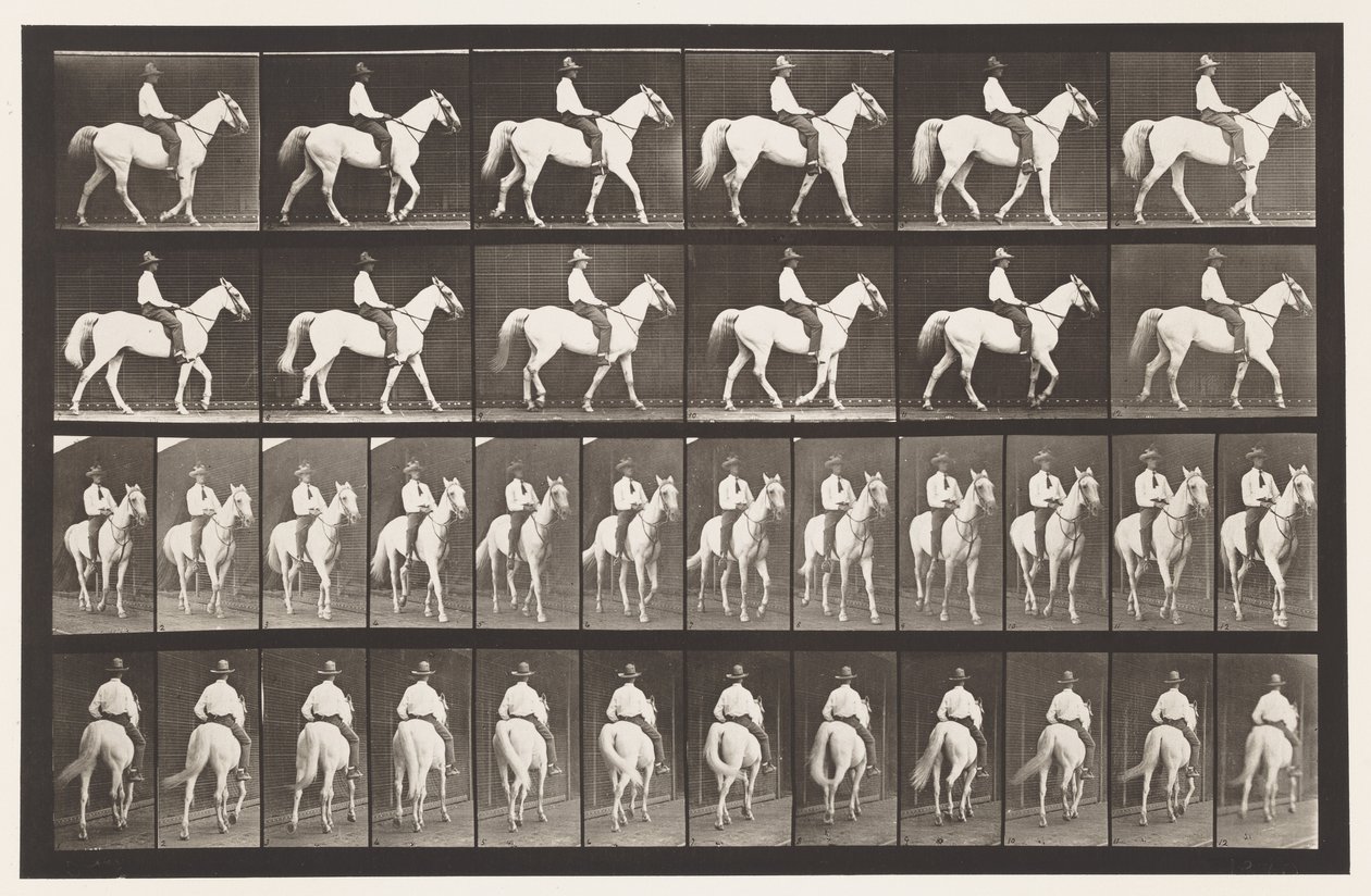 Placa 579. Caminando; silla de montar; caballo blanco Elberon, 1885 de Eadweard Muybridge