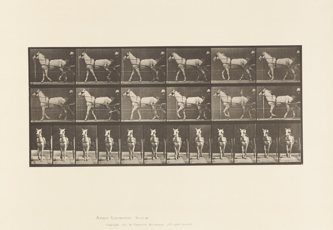 Placa 586. Caminando; sulky; yegua gris claro, Katydid de Eadweard Muybridge