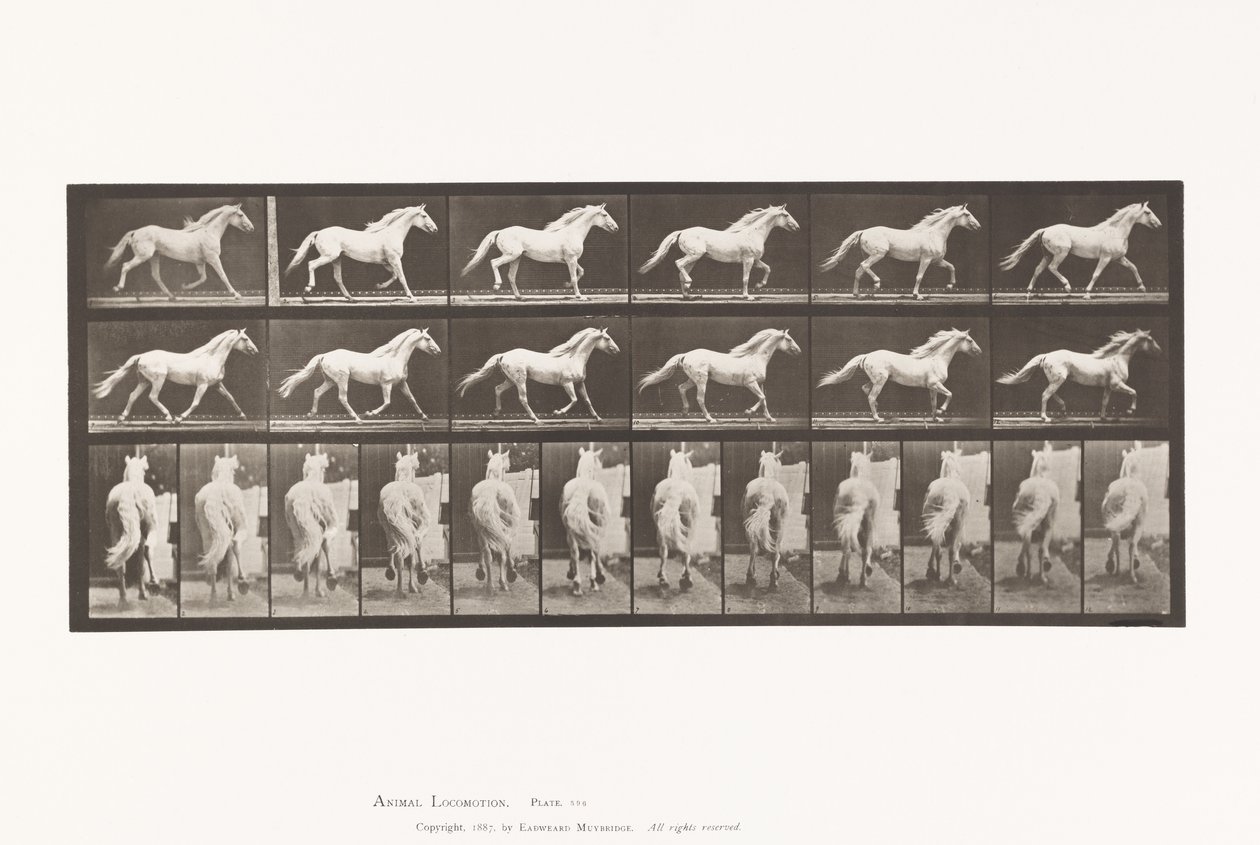 Placa 596. Trote; Libre; Caballo Gris Claro Eagle de Eadweard Muybridge